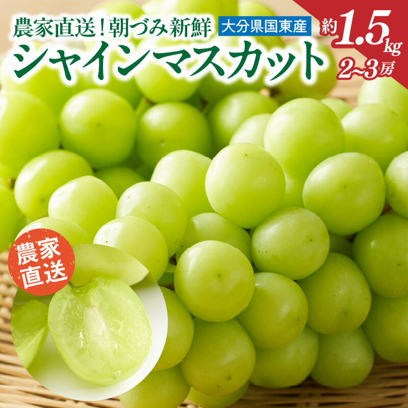 【ふるさと納税】 朝づみ シャインマスカット 約1.5kg 2~3房 農家直送 新鮮 採れたて 令和7年 出荷分 フルーツ 果物 贈答 大分県産 9月 8月 ぶどう マスカット お取り寄せ 人気 おもてなし 送料無料