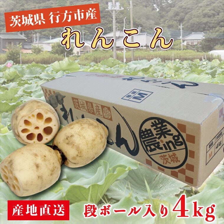 【ふるさと納税】行方市産れんこん 約4kg｜蓮根 れんこん レンコン 野菜 行方市産 茨城県 行方市(DV-5)