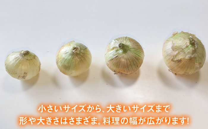 【先行予約】小分けがうれしい！玉葱農家のこだわり 玉ねぎ 約8kg以上（8袋から12袋）【玉葱農家 陣内ちひろ】玉葱 たまねぎ オニオン 晩生 [IAO020]