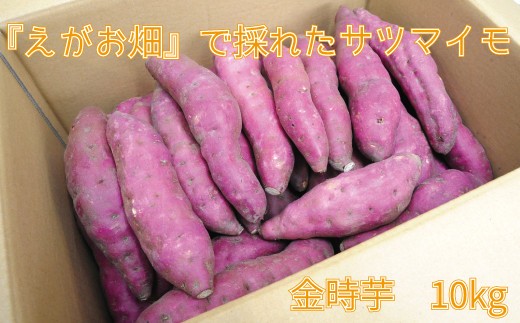 サツマイモ さつまいも 金時芋 芋 いも イモ 10kg えがお畑 就労支援 支援 ホクホク 天ぷら 大学いも スイートポテト ふるさと納税 送料無料 【四国中央市 日本一 紙のまち】