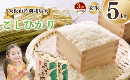 [定期便3回]矢板市特別栽培米 こしひかり 玄米 5kg | お米 米 こめ 白米 玄米 にじのきらめき コシヒカリ こしひかり 美味しい お弁当 選べる エコ スマート 環境 手間暇 土づくり  ふるさと 納税 栃木県 矢板市