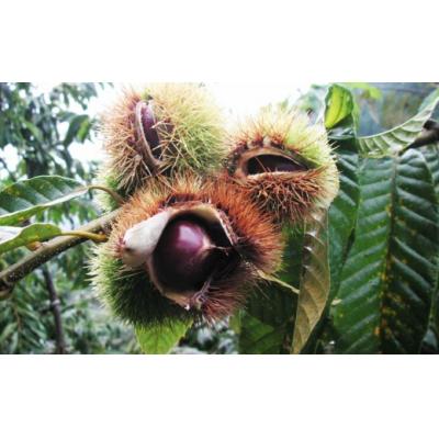 ふるさと納税 佐川町 【250g×2袋】夢甘栗 焼き栗 |  | 02