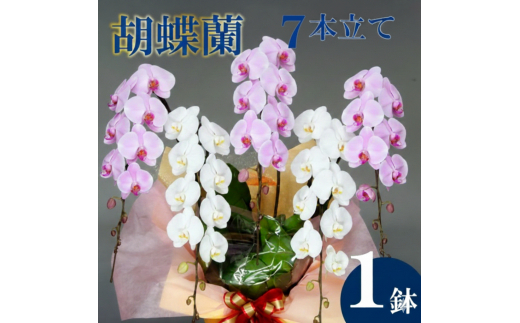 母の日 ギフト 花 人気 胡蝶蘭 7本立て 紅白 お祝い 贈答 贈り物 プレゼント 須崎洋蘭園 SY012_x