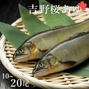 【ふるさと納税】吉野桜あゆ（新鮮抜群！活〆鮎）10尾入 奈良県 吉野町 鮎 活き締め