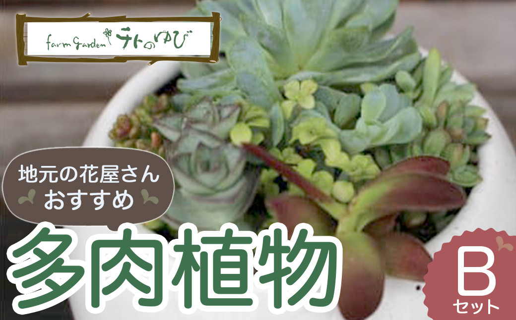 
                  【チトのゆび】地元の花屋さんお薦めの多肉植物 Bセット 多肉植物 寄せ植え グリーン おまかせ 鳥取県 倉吉市
                