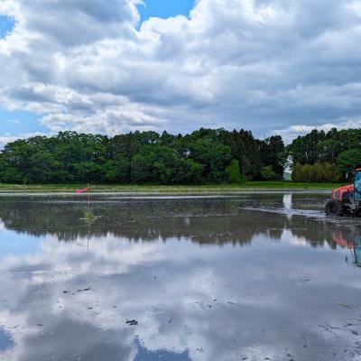 ふるさと納税 南相馬市 【令和8年産米 先行予約】毎月定期便 にじのきらめき 白米 5kg×3回 |JAS有機米 みさき未来 |  | 02