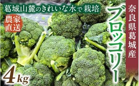 奈良県葛城産 ブロッコリー 約4kg 【2025年11月上旬～5月下旬順次発送】 葛城市【smlk069】