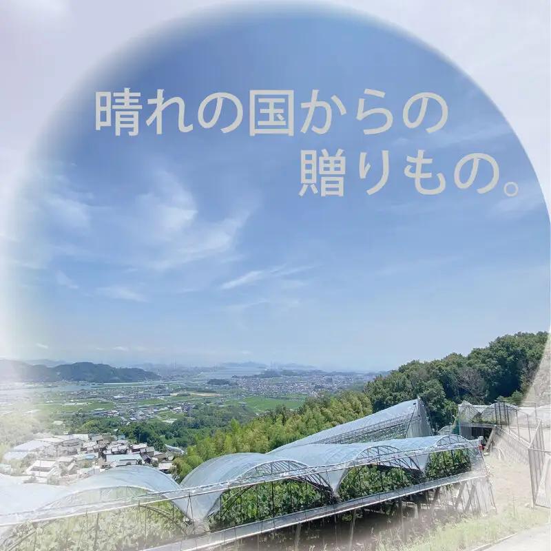 [HS]ぶどう先行予約9月・10月発送シャインマスカット晴王2kg箱（3～5房）ブドウ 葡萄  岡山県産 国産 フルーツ 果物 ギフト デザート 食後 酸味が少ない 産地直送