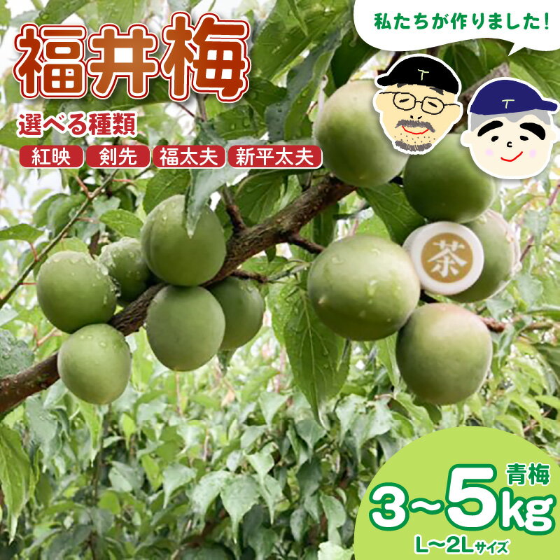 【ふるさと納税】【福井特産】 福井梅 青梅（L～2L サイズ）【選べる品種：福太夫/新平太夫/紅映/剣先】【選べる内容量：3kg/5kg】梅 福井梅 生梅 青梅 完熟梅 梅干し 梅酒 梅干 梅シロップ 梅ジャム 梅ジュース 果物 梅肉 ウメ うめ