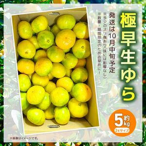 【10月中旬発送】みかん 5kg ２Sサイズ 極早生 みかん 安田町 HT-01