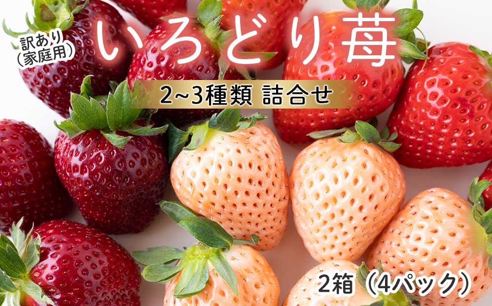 ★予約受付★杉山いちご農園【2026年2月〜5月 順次配送】玄海町産いろどりいちご詰め合わせ（家庭用・訳あり）