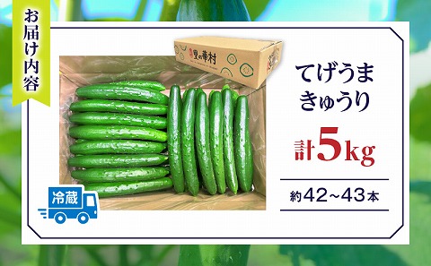 てげうま きゅうり 5kg 野菜 きゅうり 新鮮