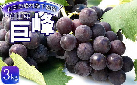 有田産 巨峰 約 3kg 有田 巨峰村 森下農園 ぶどう 送料無料 フルーツ | ぶどう