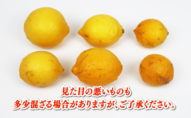 レモン 家庭用 9kg サイズ不揃い 兵頭農園 れもん 檸檬 レモン果汁 酸味 爽やか 果実 サワー ジュース チューハイ remon 青レモン 果物 くだもの ビタミン フルーツ 柑橘 農家直送 産