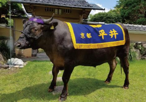 数々の誉れに輝く最高峰 黒毛和牛「平井牛一頭分」食べつくし 選定 体験 京都 丹波牧場 自家産≪ 数量限定 牛肉 牛 国産 冷凍 真空 すき焼き ステーキ しゃぶしゃぶ≫※離島への配送不可