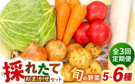 【全3回定期便】採れたてお野菜おまかせセット（5～6種）/ 野菜 やさい 野菜セット 野菜詰め合わせ 詰め合わせ セット / 大村市 / かとりストアー[ACAN126]