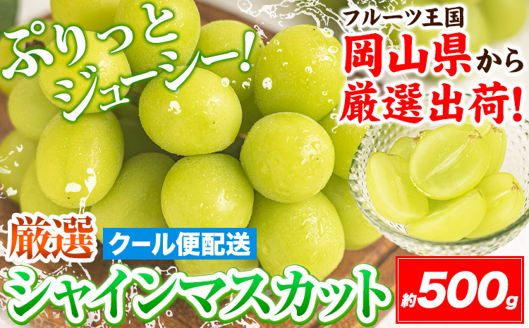 【速攻出荷！ 3～7営業日発送】シャインマスカット 岡山 約500g 厳選 旬 ぶどう ブドウ 葡萄 マスカット 果物 フルーツ ギフト 岡山県 笠岡市 クール便 爽やか《3~7営業日以内に発送》