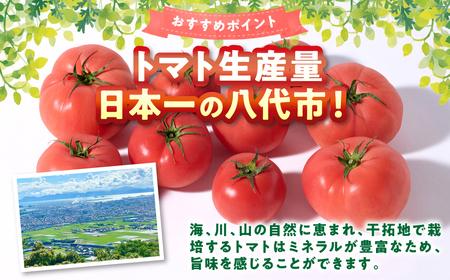 【先行予約】 訳あり おっぺしゃんトマト 4kg トマト とまと 野菜 やさい 旬の野菜 地元産野菜 特産品 お取り寄せ 家庭用 食卓 【2025年11月上旬より順次発送】