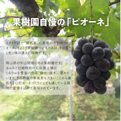 【発送月固定定期便】【きよとうファーム】ピオーネとシャインマスカット大2房の定期便(岡山県産)全2回【配送不可地域：離島】