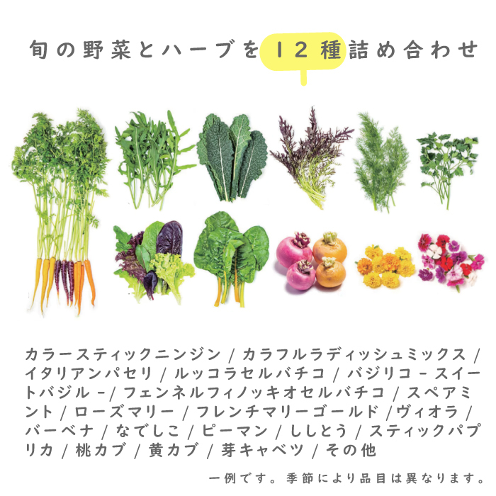 【定期便】彩り野菜と香るハーブセット　３回お届けセット　　[野菜セット 定期便 野菜詰め合わせ 定期便 野菜セット]_イメージ4