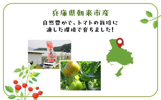 7月3日まで！！！ ＼数量限定／ 坪井農園 こだわりトマト【訳あり】3.5kg 期間限定 限定 トマト とまと 訳あり 訳アリ 不揃い ふぞろい 不揃いトマト 不揃いとまと 期間限定 人気 規格外 3