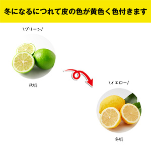 M568【里山レモンの会】宮若市特産品 レモン 約2kg【りのか】