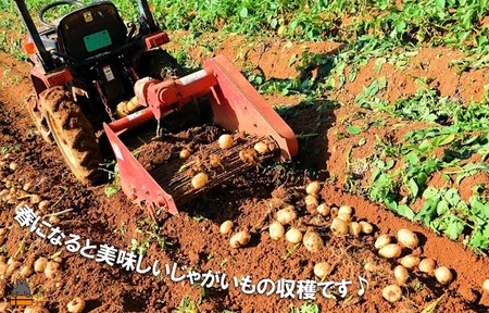《まもなく旬！》～春しか食べられない 新じゃが～徳之島プレミアムブランド”春一番新じゃがいも”（100kg） ( バレイショ 野菜 旬 春 JA 徳之島 奄美 鹿児島 肉じゃが カレー じゃがバター 