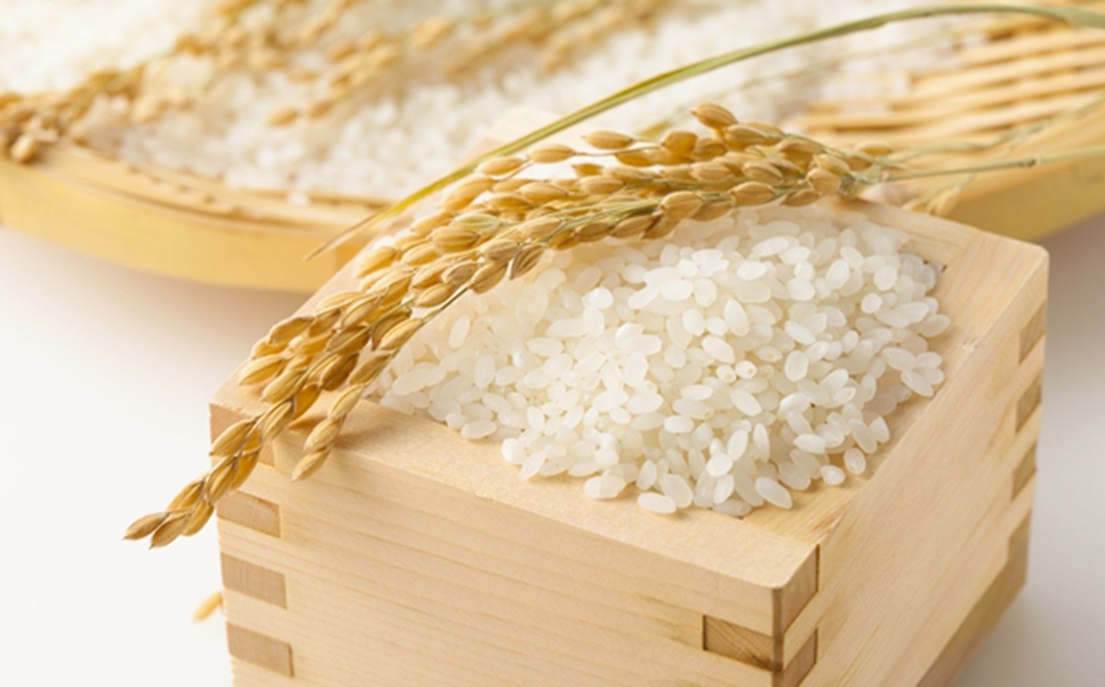 
                  能登町産　特別栽培米　能登コシヒカリ（精米）　5kg×2袋
                