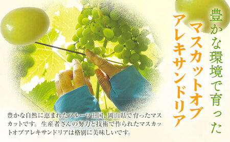 【2026年先行予約】マスカット オブ アレキサンドリア 1房(1房600g以上) 秀品以上 化粧箱入 株式会社山博(中本青果)《2026年7月中旬-8月中旬頃出荷》岡山県 笠岡市 ぶどう マスカット