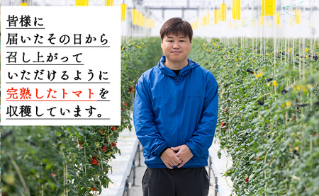 高糖度＆高機能性 フルーツトマト2kg - 野菜 フルティカトマト 完熟 糖度8以上 ミニ プチ おすそ分け フルーツトマト kr-0018