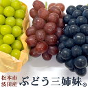 【ふるさと納税】 2025年発送 先行予約 松本市波田産 贈答用 「 ぶどう三姉妹 」 シャインマスカット・クイーンルージュR・ナガノパープル 各500g以上｜ふるさと納税 長野県 松本市 シャインマスカット クイーンルージュ R ナガノパープル ぶどう フルーツ