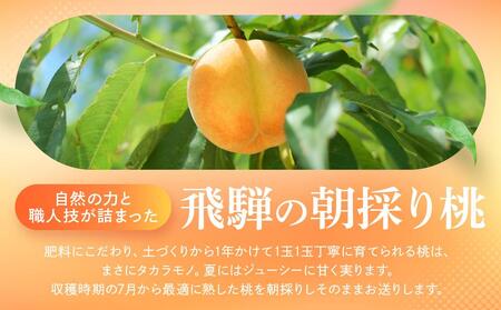【2025年先行予約】飛騨のたから桃（4-8玉）糖度15度以上 黄桃｜桃 もも おうとう 極上の甘さ 濃厚な甘さ 甘い 贈答 高級 特選 朝採り 飛騨の朝採り桃 朝採れ農家直送 飛騨高山 つむぎ果樹園