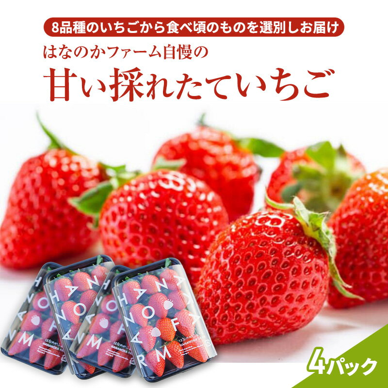 【ふるさと納税】【予約販売】当園自慢の甘い採れたていちご4パック | いちご イチゴ 苺 フルーツ 果物 くだもの 旬 お取り寄せ セット アソート スイーツ 紅ほっぺ 白いちご ストロベリー ランキング 人気 ※2026年2月上旬～4月下旬頃に順次発送予定 ※離島への配送不可