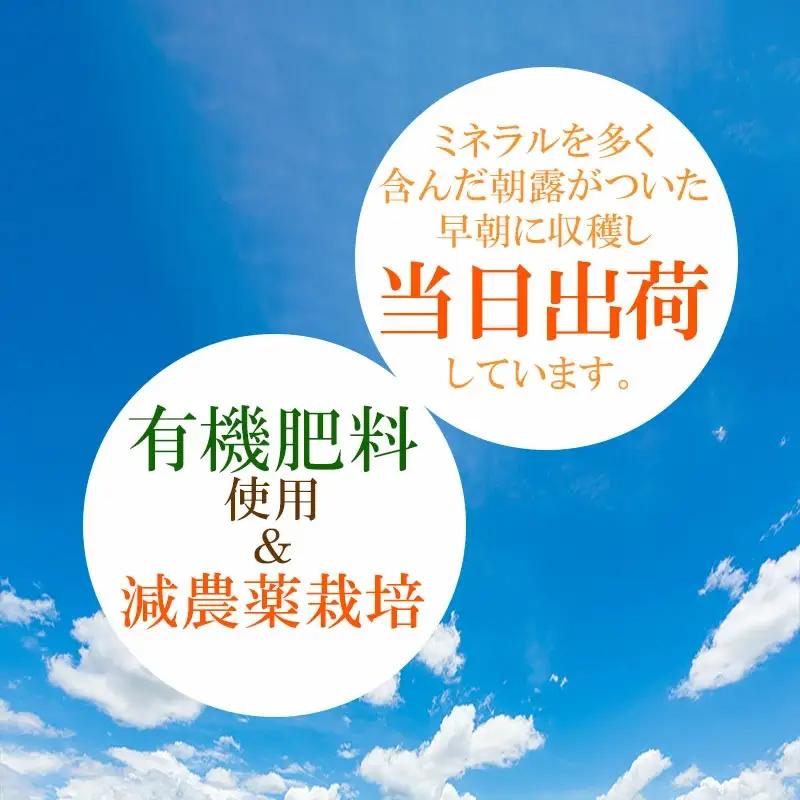 【令和8年産先行予約】【訳あり】本場白山産 白山だだちゃ豆【早生(わせ)】 2kg（500g×4袋）　農家 長四郎