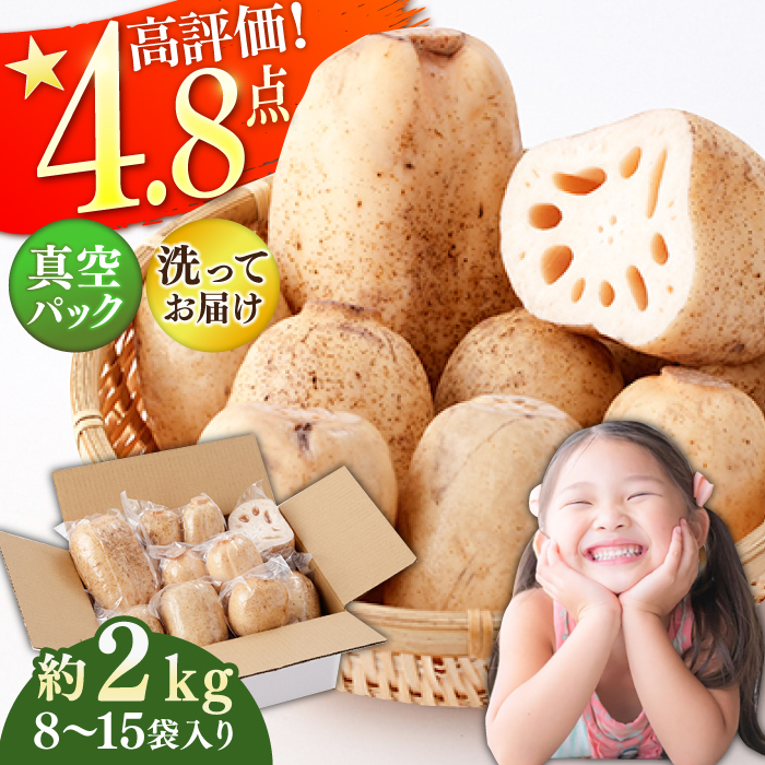 【選べる配送期間】【2026年7月～発送】【真空パック】リピーター続々！ 洗いれんこん 約2kg（8-15袋入り）【和泉農園】 [ICE001][ICE001-1]