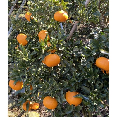 愛媛県八幡浜産「せとか」5kg　サイズL〜M【F79-29】【1698680】