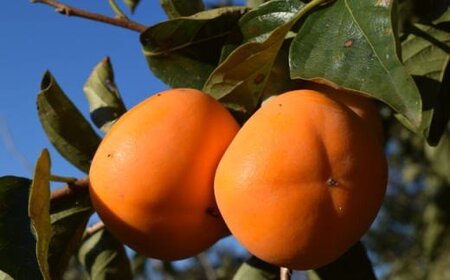 【秋の味覚】和歌山産たねなし柿2L～4Lサイズ約4kg（化粧箱入り）【2026年10月上旬～2026年11月上旬頃に順次発送いたします。】【TM192】【tec409A】