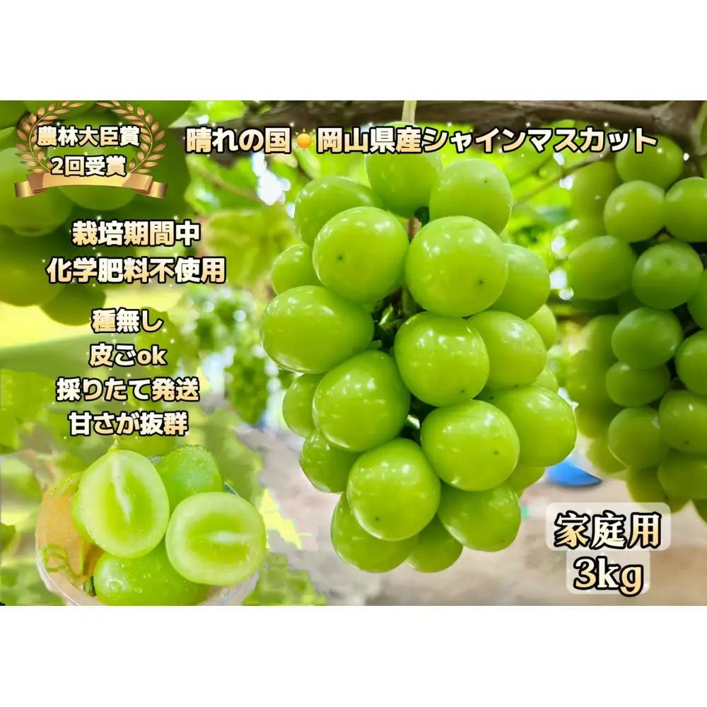 ぶどう 2026年  シャインマスカット 家庭用 約3kg  家庭用 ギフト 農林大臣賞2回受賞 贈り物 岡山 果物 フルーツ  採りたて発送 農家直送 数量限定 新鮮  訳あり7月中旬から発送
