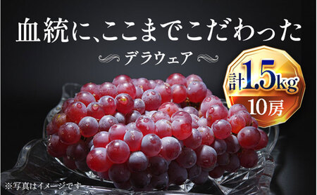 【2026年先行予約】苗から厳選 デラウェア1.5kg(10房) 6月下旬～7月中旬発送 特選 期間限定 大粒 ぶどう ブドウ フルーツ 果物 くだもの おすすめ