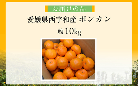 【先行予約】【数量限定】JAにしうわ みつる共選 ポンカン約10kg(2S~2L)※離島への配送不可(2026年1月中旬より順次発送予定) 【 ぽんかん ポンカン みかん ミカン 果物 】 IKTBC