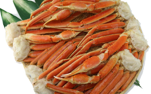 ボイル ずわい蟹 4L サイズ 3kg (7 ～ 9肩) 【11】 かに カニ ずわい蟹 足 脚 ボイル