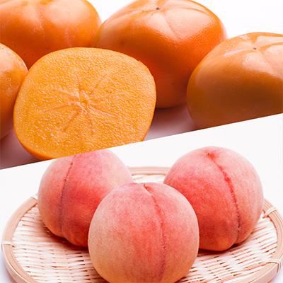 ふるさと納税 印南町 【発送月固定定期便】フルーツ定期便A【フルーツ定期便】【和歌山県有田】全6回 |  | 03