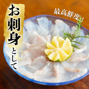 クエ 活き締め 4.5～6kg 本クエ くえ アラ 鮮魚 クエ鍋 高級 高級魚 産地直送 冷蔵 養殖 国産 九絵