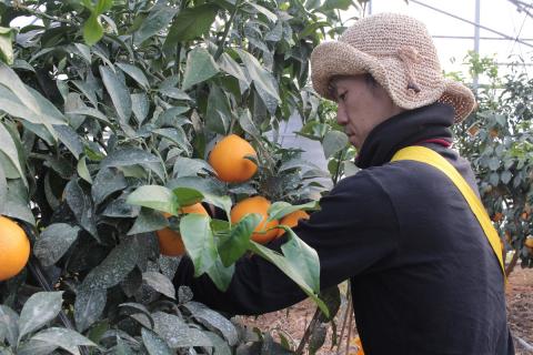 マルワフルーツ園芸　紅まどんなジュース2本セット