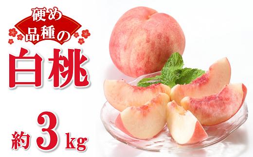 【令和7年産先行予約】 硬めの白桃 約3kg (6～15玉 秀) 《令和7年8月下旬～10月上旬発送》 『フードシステムズ』 モモ 果物 フルーツ 山形県 南陽市 [1385]