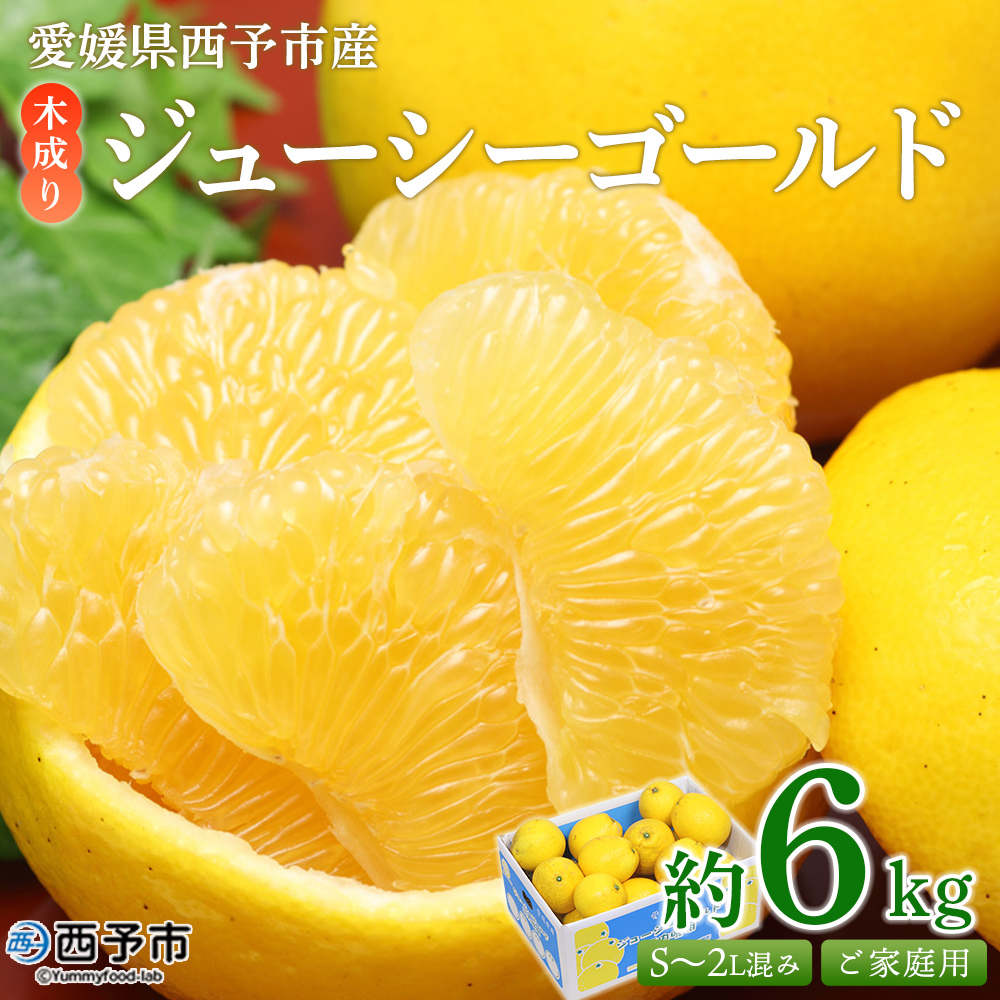 ＜木成り ジューシーゴールド（河内晩柑）ご家庭用 約6kg（S～2L混合）＞ 訳あり 果物 フルーツ かわちばんかん みかん オレンジ 柑橘 宇都宮物産 愛媛県 西予市『2026年6月中旬～8月中旬迄に順次出荷予定』