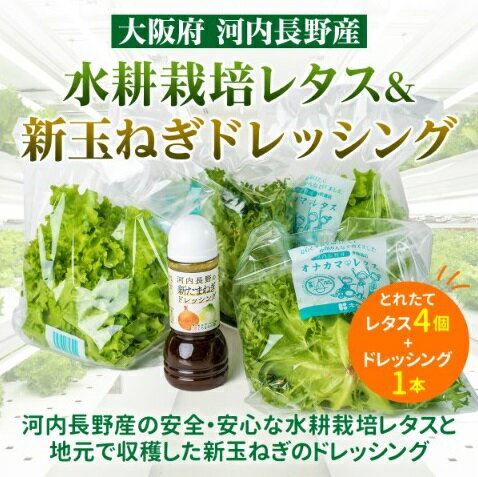 【ふるさと納税】【定期便　毎月お届け6ヵ月】とれたてレタスと玉ねぎドレッシングセット　サラダ 副菜 常備野菜 炒め物 スープ チャーハン 鍋料理 巻物 冷製料理 朝食 昼食 夕食 付け合わせ サンドイッチ ハンバーガー お弁当 ダイエット｜こだわりの逸品 地域特産品 ギフ
