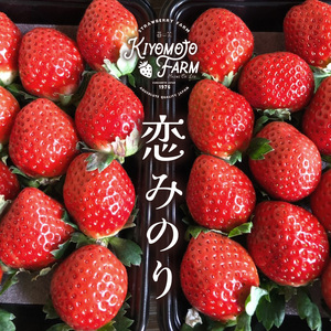 【 定期便 3回 】 熊本たまな産 イチゴ 恋みのり 約1000g （ 250g × 4パック ） | フルーツ 果物 くだもの 果実 苺 いちご 定期 熊本県 玉名市