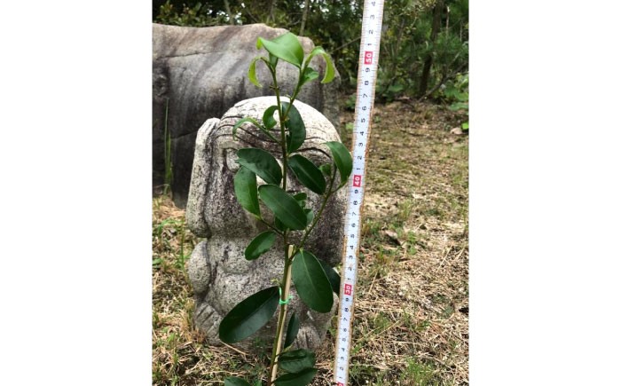 商標登録済みの国産本榊「福の山・榊」 植物 さかき 苗木 地植え 神棚 祭壇