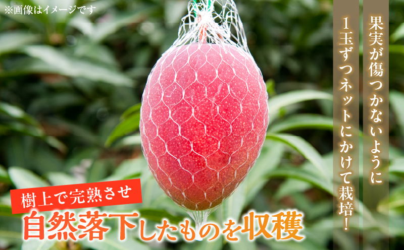 先行予約 宮崎県産 完熟マンゴー 2L×2玉 計700g以上 フルーツ スイーツ 果物 くだもの 食品 グルメ デザート 国産 産地直送 おすすめ おやつ ご褒美 贈り物 ギフト プレゼント 令和9年